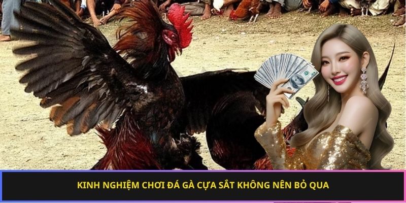 Kinh nghiệm chơi đá gà cựa sắt không nên bỏ qua
