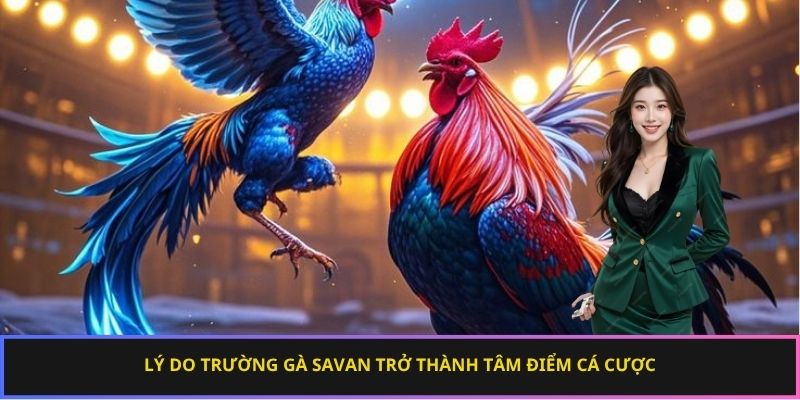 Lý do trường gà Savan trở thành tâm điểm cá cược